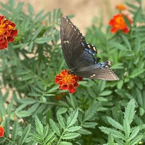 Etro V-Neck Graphic Floral Sweater Italian 44